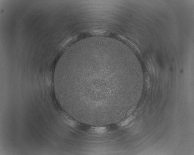 X0000051890665200506241350