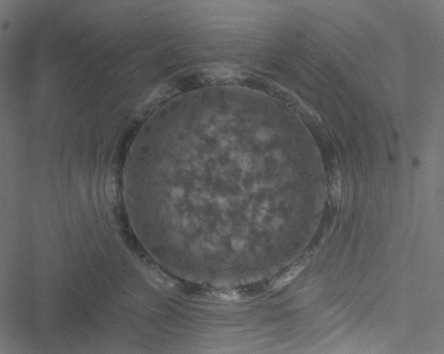 X0000051890715200506241349