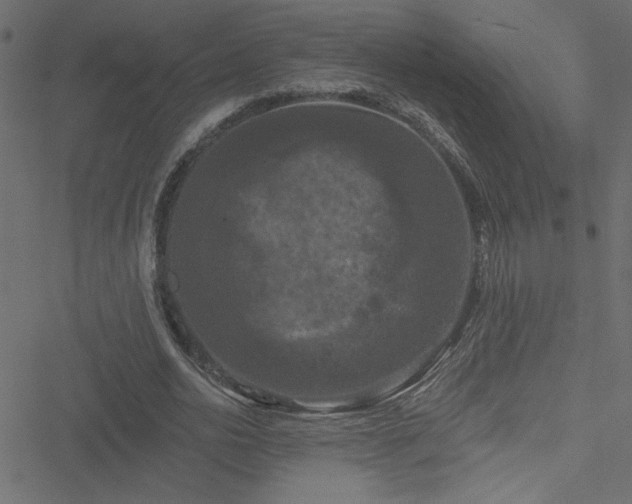 X0000051890726200506241348