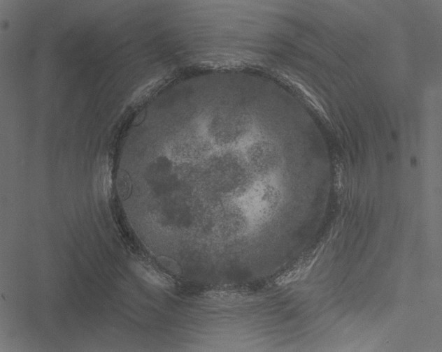 X0000051890733200506241348