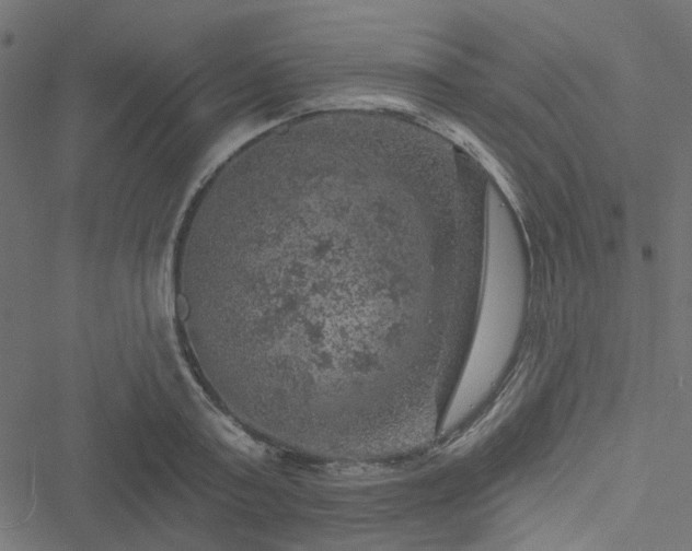 X0000051890795200506241348