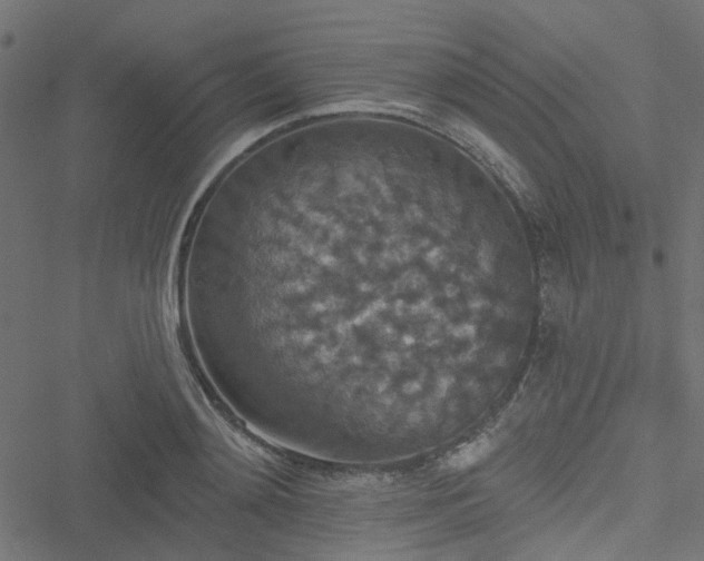 X0000051890892200506241346