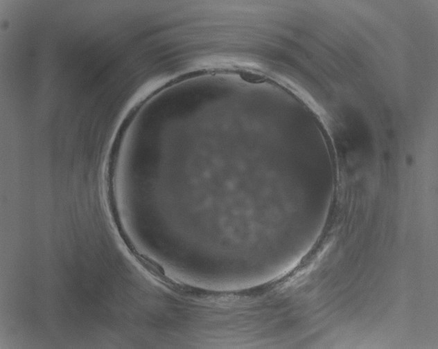 X0000051891045200506241344