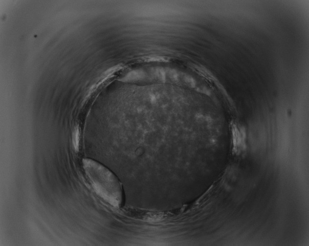 X0000051890076200507020106