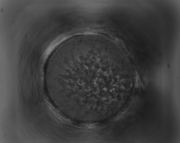 X0000051890295200507020103