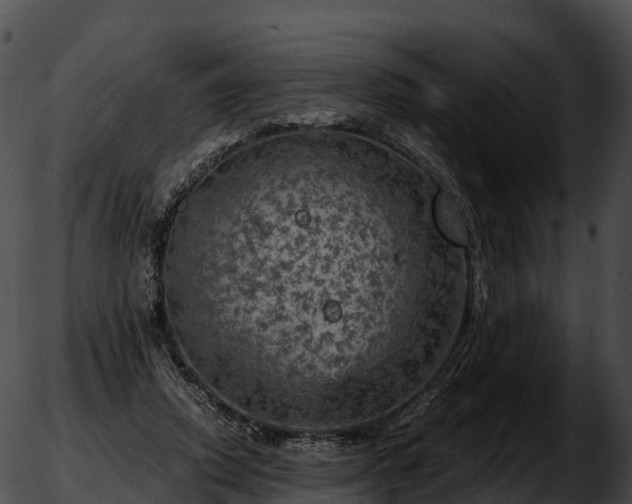 X0000051890354200507020101