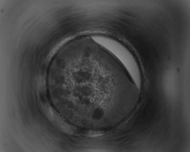 X0000051890487200507020059