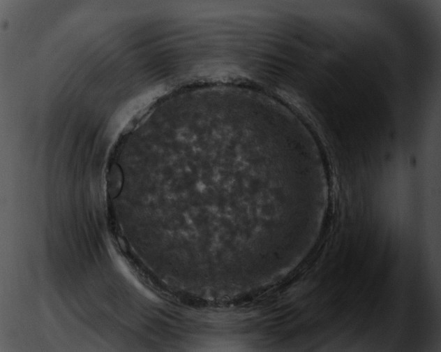 X0000051890630200507020056