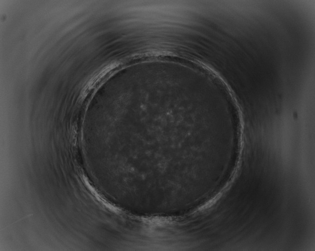 X0000051890785200507020055