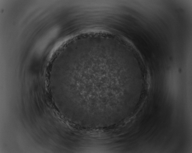 X0000051890823200507020053