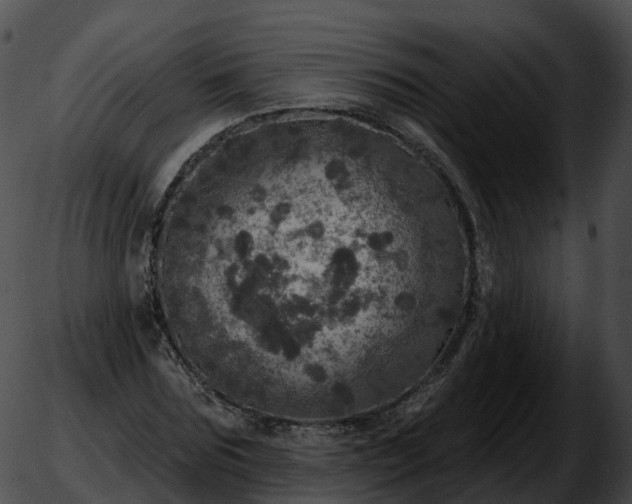 X0000051890875200507020053