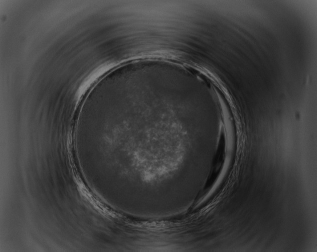 X0000051890952200507020052