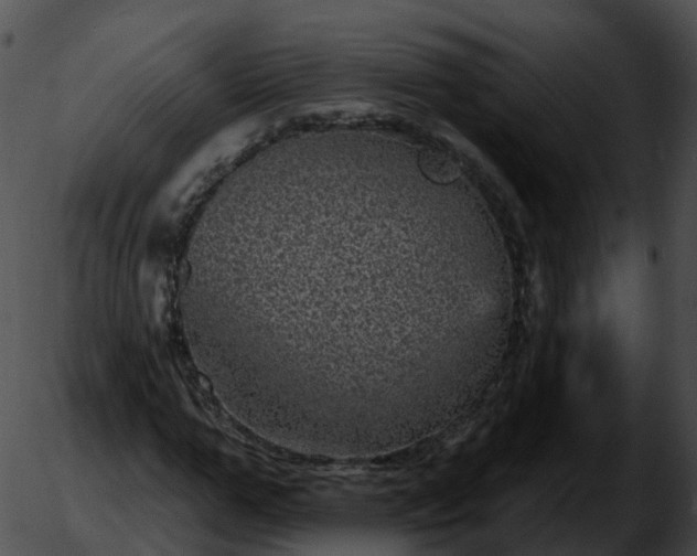 X0000051890967200507020052