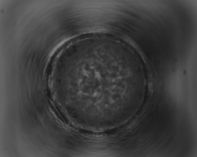 X0000051890975200507020051