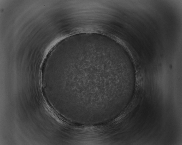 X0000051891035200507020051