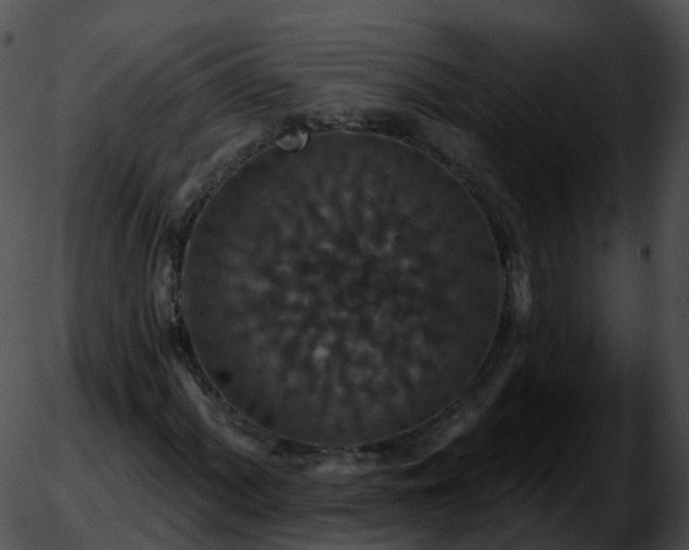 X0000051891060200507020050