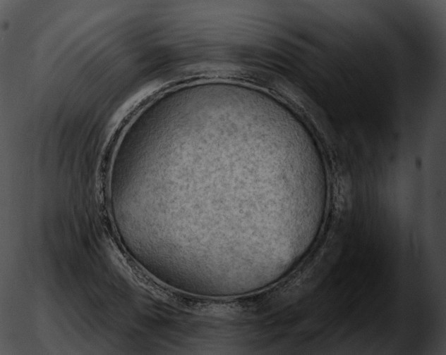 X0000051891074200507020050