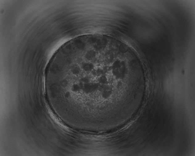 X0000051891079200507020050