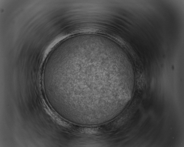 X0000051891086200507020050