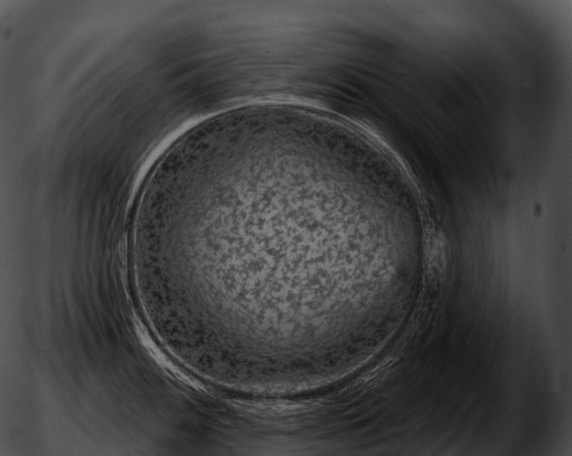 X0000051891100200507020049