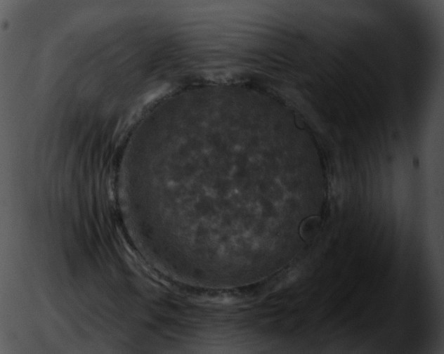 X0000051891106200507020049