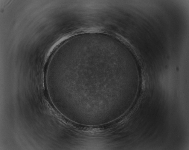 X0000051891174200507020048