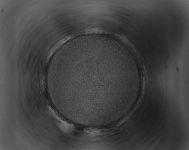 X0000051891217200507020047