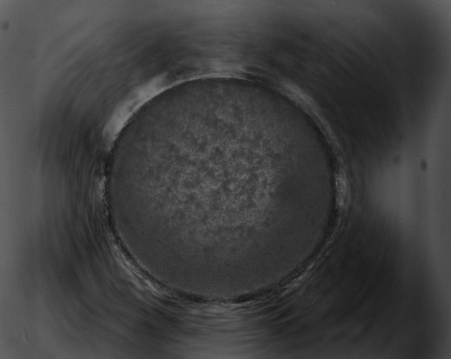 X0000051891260200507020047