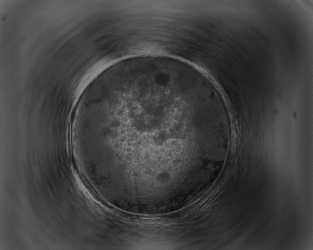 X0000051891295200507020046