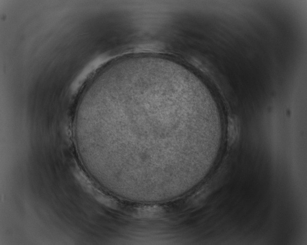 X0000051891454200507020044