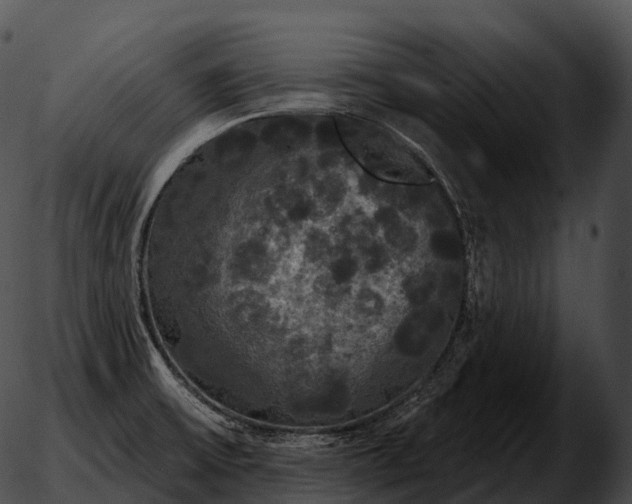 X0000051891475200507020043