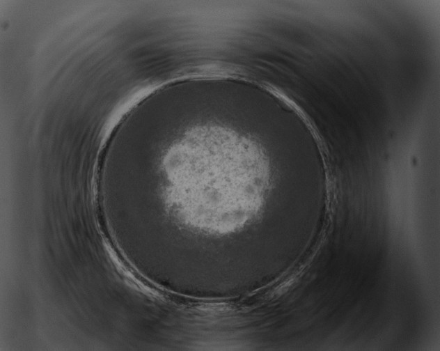 X0000051891477200507020043