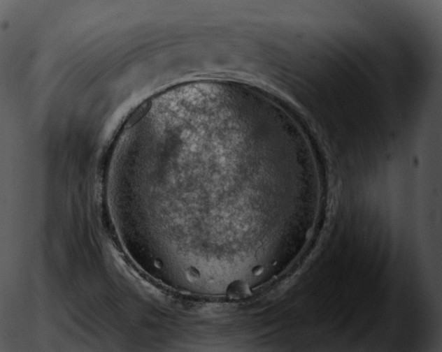 X0000051891506200507020043