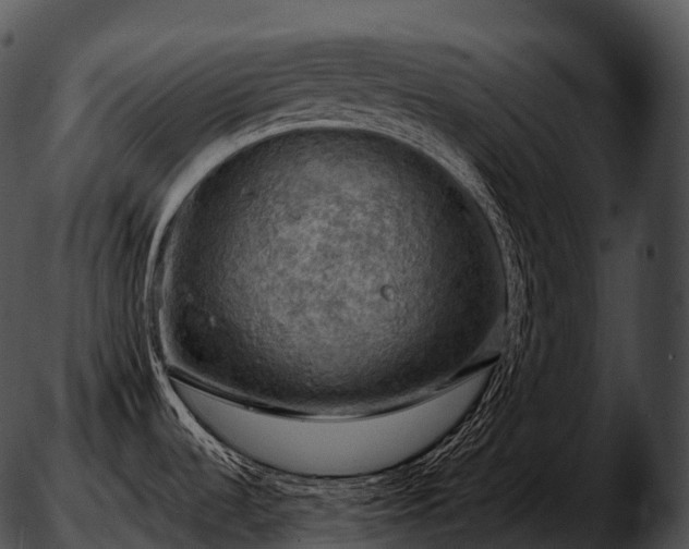 X0000051891536200507020043