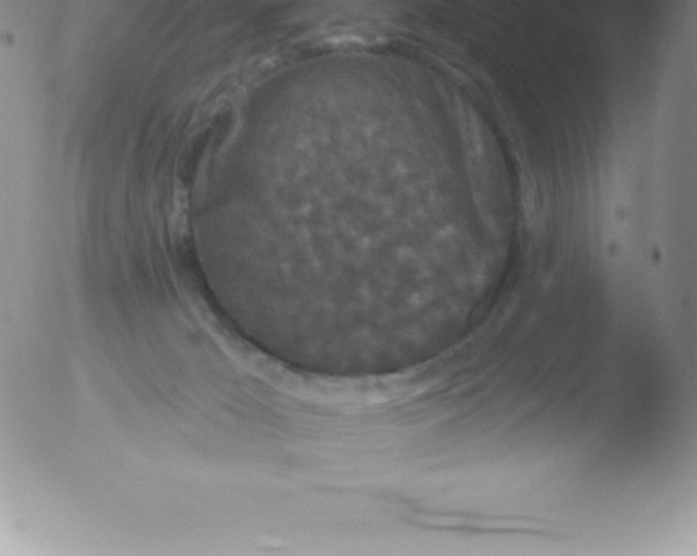 X0000051890029200507081950