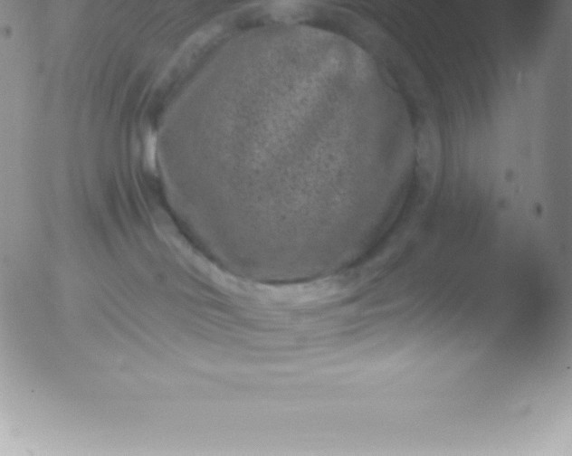 X0000051890046200507081950