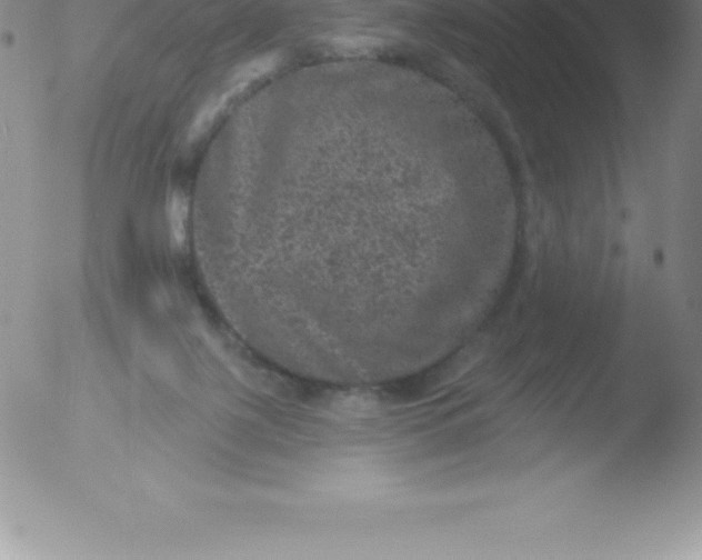 X0000051890075200507081949