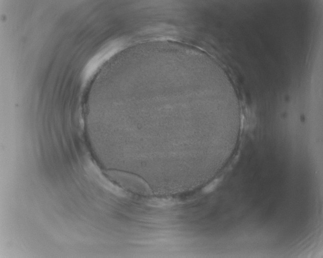 X0000051890245200507081946