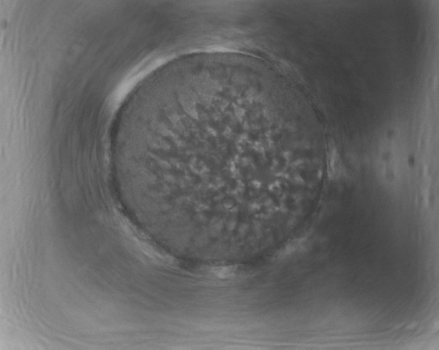 X0000051890295200507081946