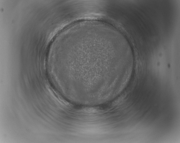 X0000051890299200507081945