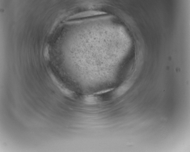 X0000051890336200507081945