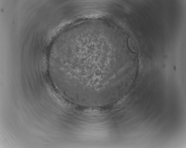 X0000051890354200507081944