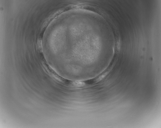 X0000051890429200507081943