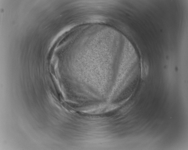 X0000051890435200507081943