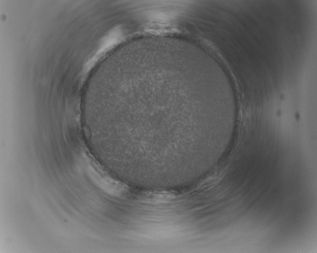 X0000051890443200507081943