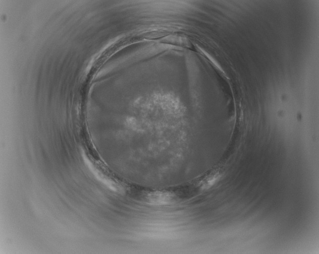 X0000051890444200507081943