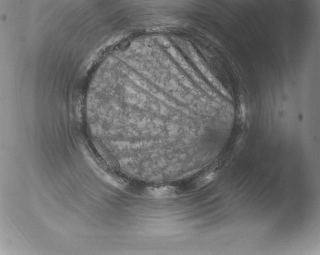 X0000051890452200507081943