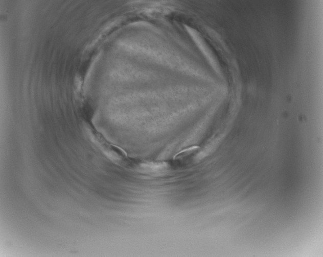 X0000051890480200507081943