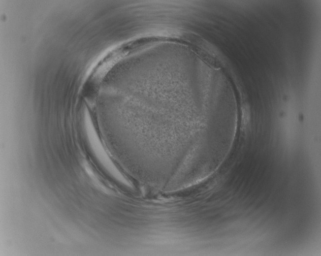 X0000051890580200507081941