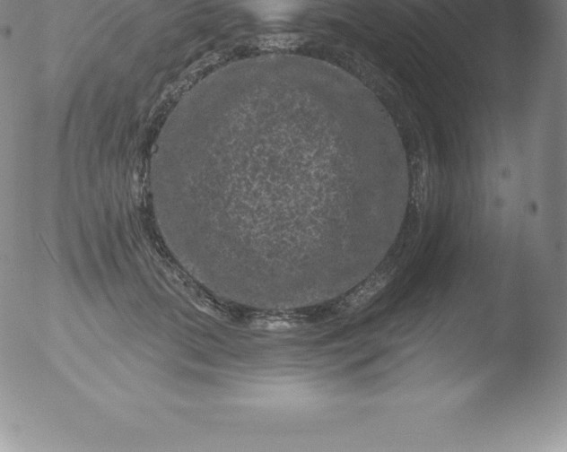 X0000051890655200507081940